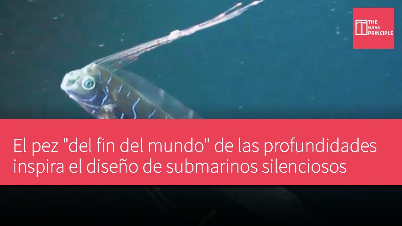 El pez "del fin del mundo" de las profundidades inspira el diseño de submarinos silenciosos