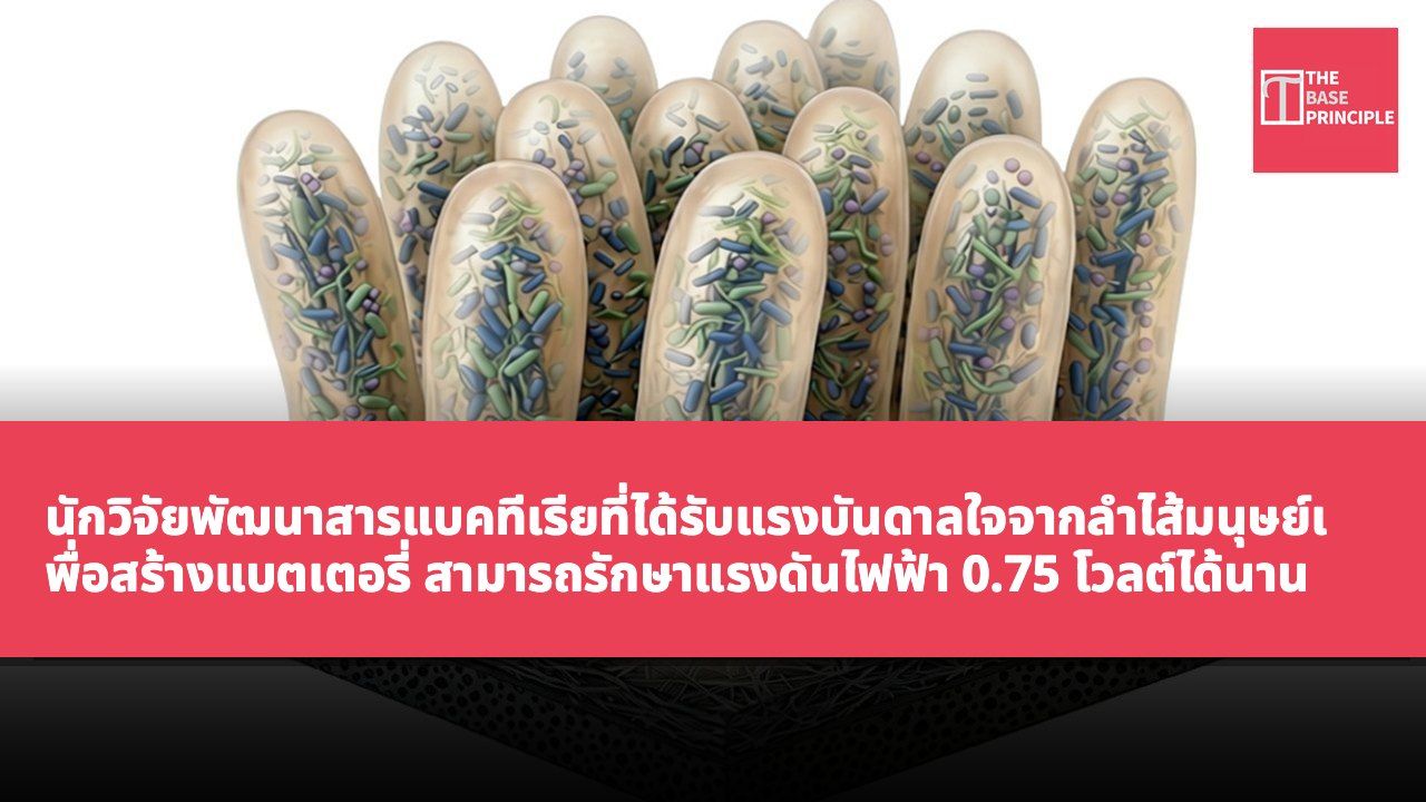 นักวิจัยพัฒนาสารแบคทีเรียที่ได้รับแรงบันดาลใจจากลำไส้มนุษย์เพื่อสร้างแบตเตอรี่ สามารถรักษาแรงดันไฟฟ้า 0.75 โวลต์ได้นาน 14 ชั่วโมง