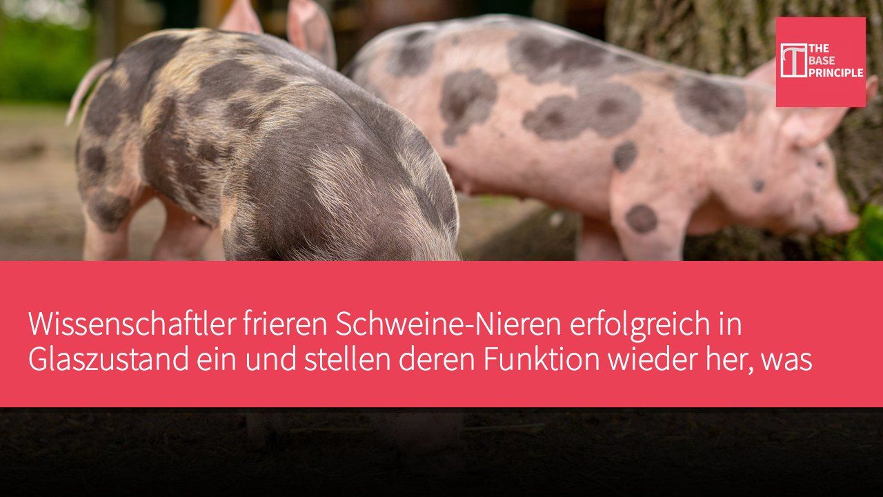 Wissenschaftler frieren Schweine-Nieren erfolgreich in Glaszustand ein und stellen deren Funktion wieder her, was den Weg für Organtransplantationen ebnet.