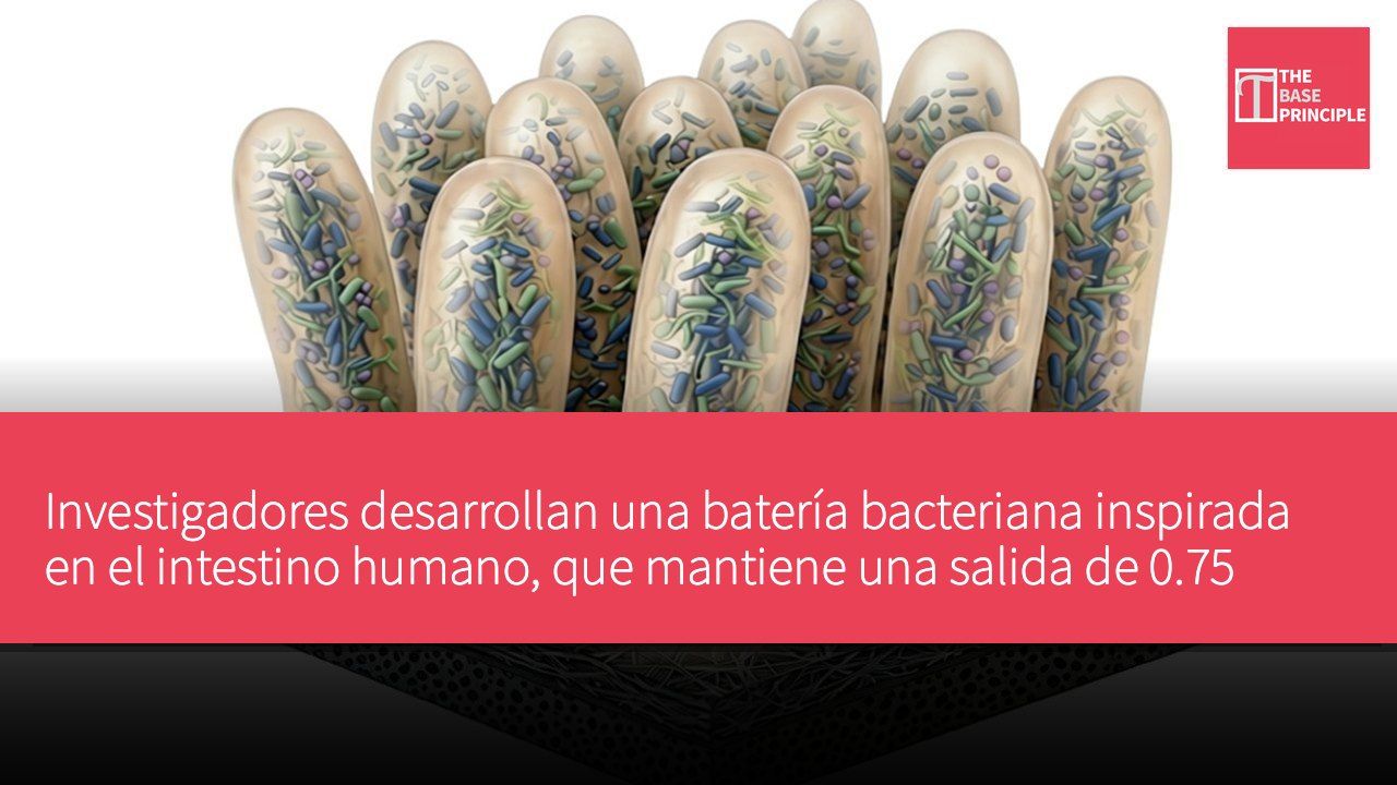 Investigadores desarrollan una batería bacteriana inspirada en el intestino humano, que mantiene una salida de 0.75 voltios durante 14 horas.