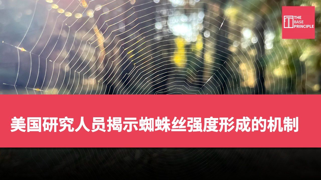 美国研究人员揭示蜘蛛丝强度形成的机制