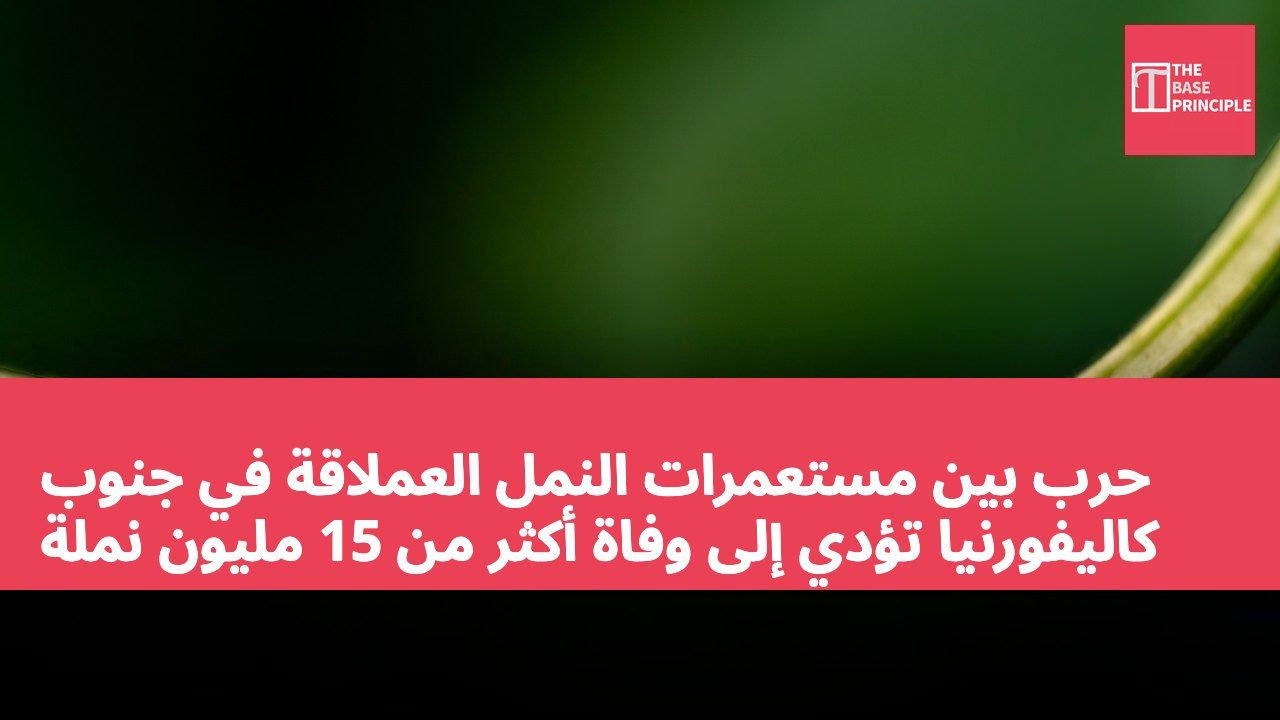 حرب بين مستعمرات النمل العملاقة في جنوب كاليفورنيا تؤدي إلى وفاة أكثر من 15 مليون نملة