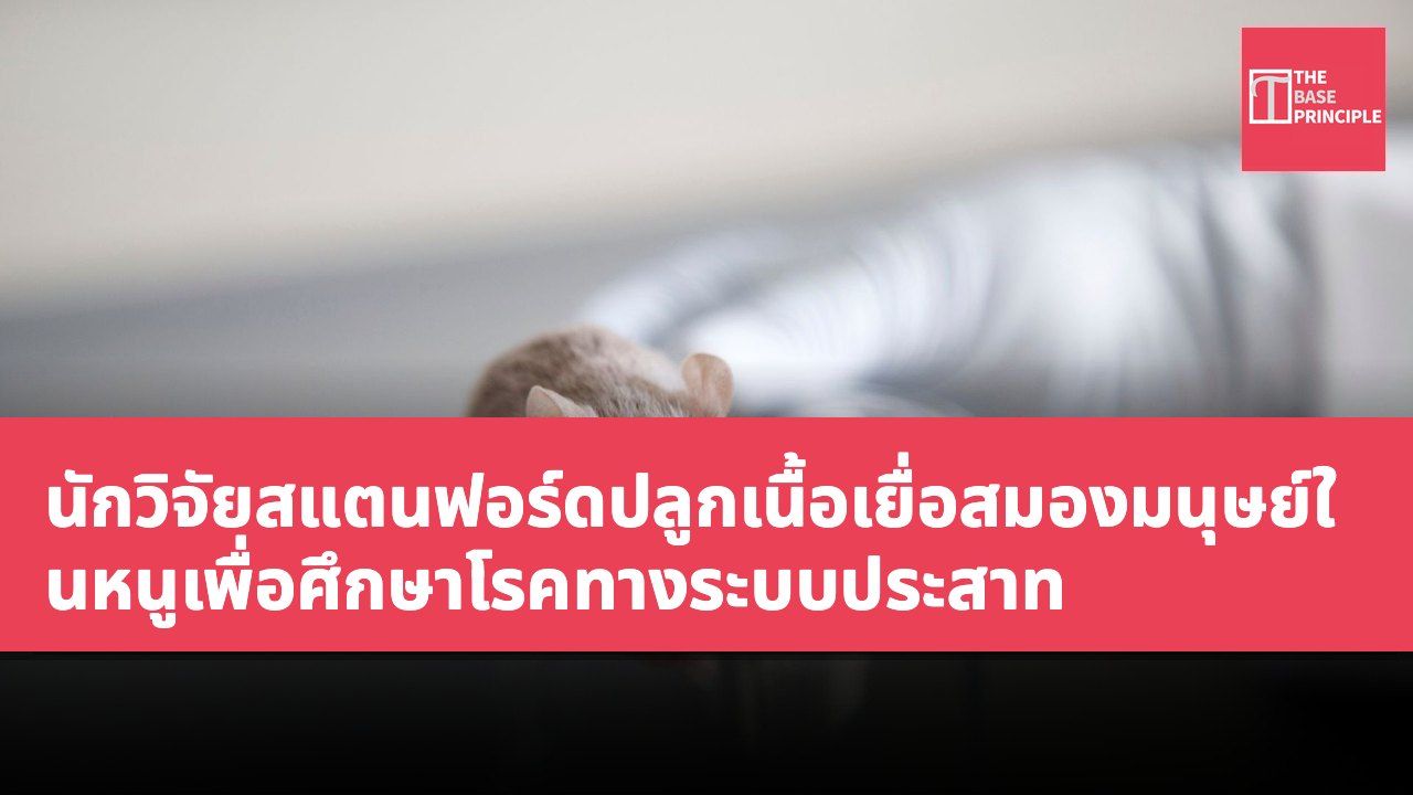 นักวิจัยสแตนฟอร์ดปลูกเนื้อเยื่อสมองมนุษย์ในหนูเพื่อศึกษาโรคทางระบบประสาท