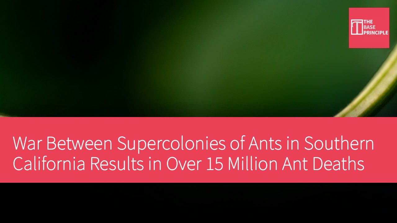 War Between Supercolonies of Ants in Southern California Results in Over 15 Million Ant Deaths
