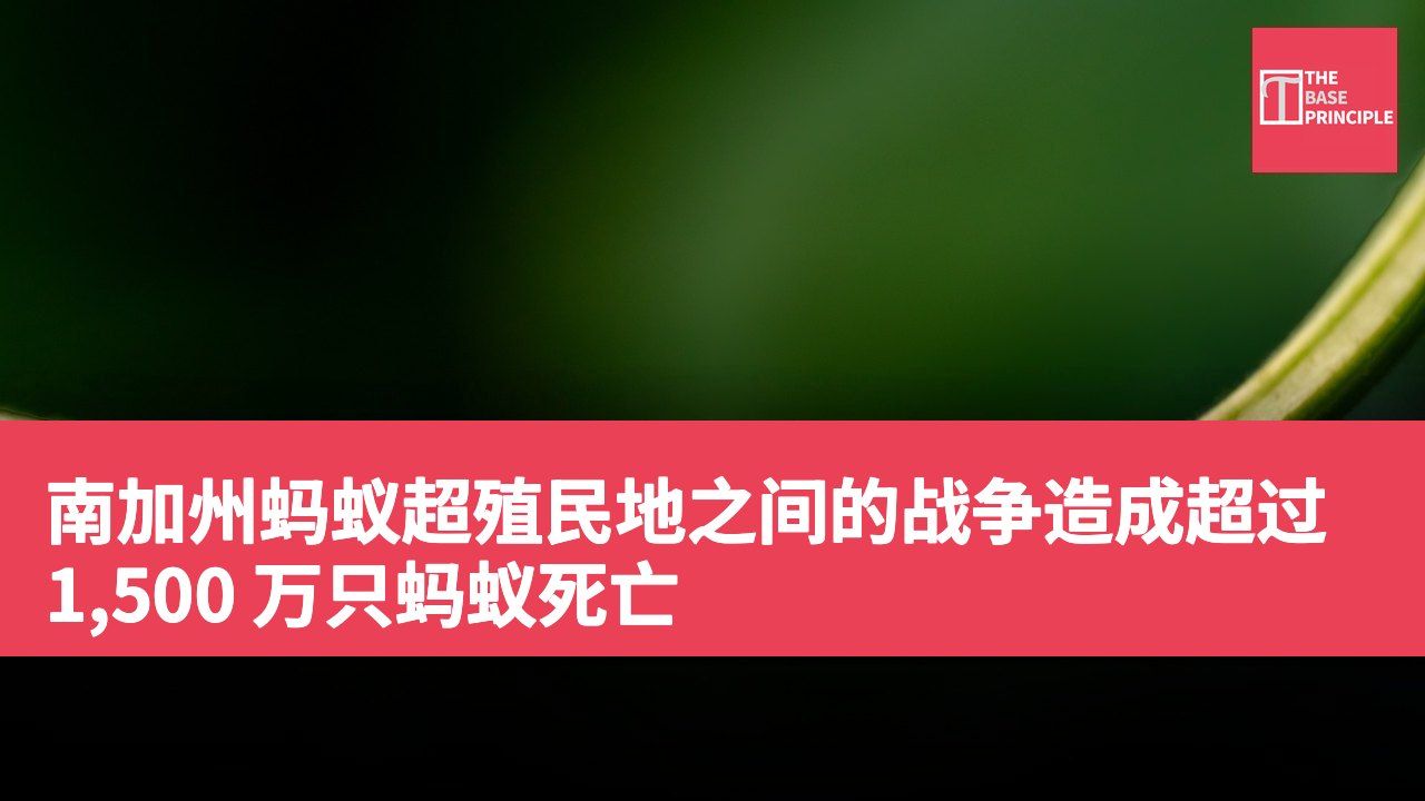 南加州蚂蚁超殖民地之间的战争造成超过 1,500 万只蚂蚁死亡