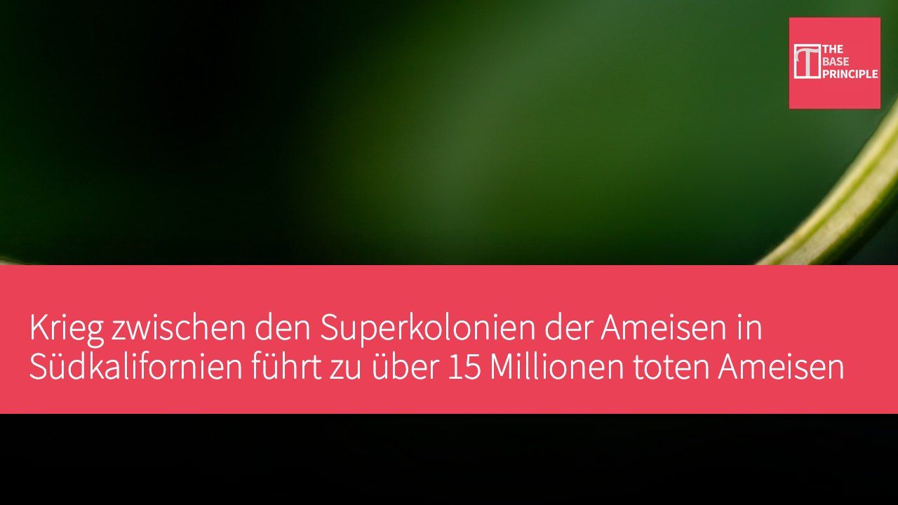 Krieg zwischen den Superkolonien der Ameisen in Südkalifornien führt zu über 15 Millionen toten Ameisen
