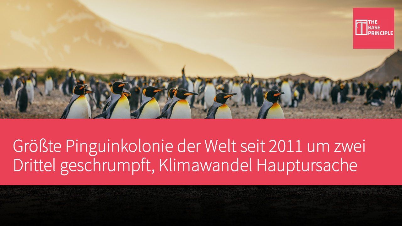 Größte Pinguinkolonie der Welt seit 2011 um zwei Drittel geschrumpft, Klimawandel Hauptursache