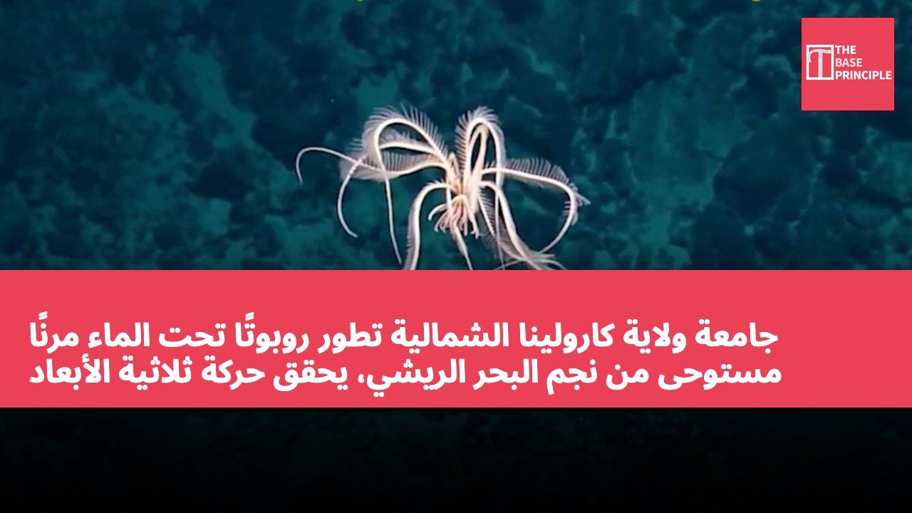 جامعة ولاية كارولينا الشمالية تطور روبوتًا تحت الماء مرنًا مستوحى من نجم البحر الريشي، يحقق حركة ثلاثية الأبعاد بمحركين فقط