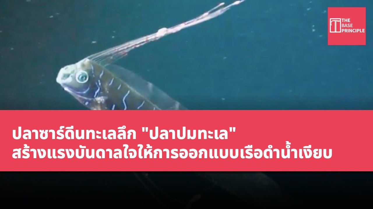 ปลาซาร์ดีนทะเลลึก "ปลาปมทะเล" สร้างแรงบันดาลใจให้การออกแบบเรือดำน้ำเงียบ