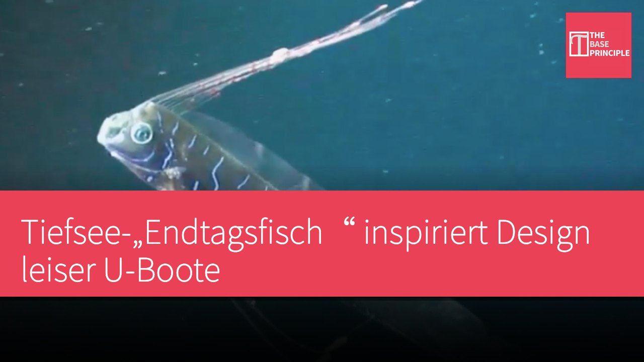 Tiefsee-„Endtagsfisch“ inspiriert Design leiser U-Boote