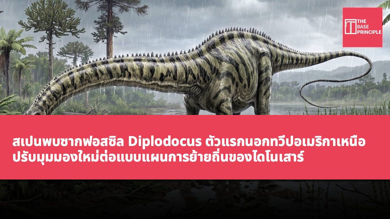 สเปนพบซากฟอสซิล Diplodocus ตัวแรกนอกทวีปอเมริกาเหนือ ปรับมุมมองใหม่ต่อแบบแผนการย้ายถิ่นของไดโนเสาร์
