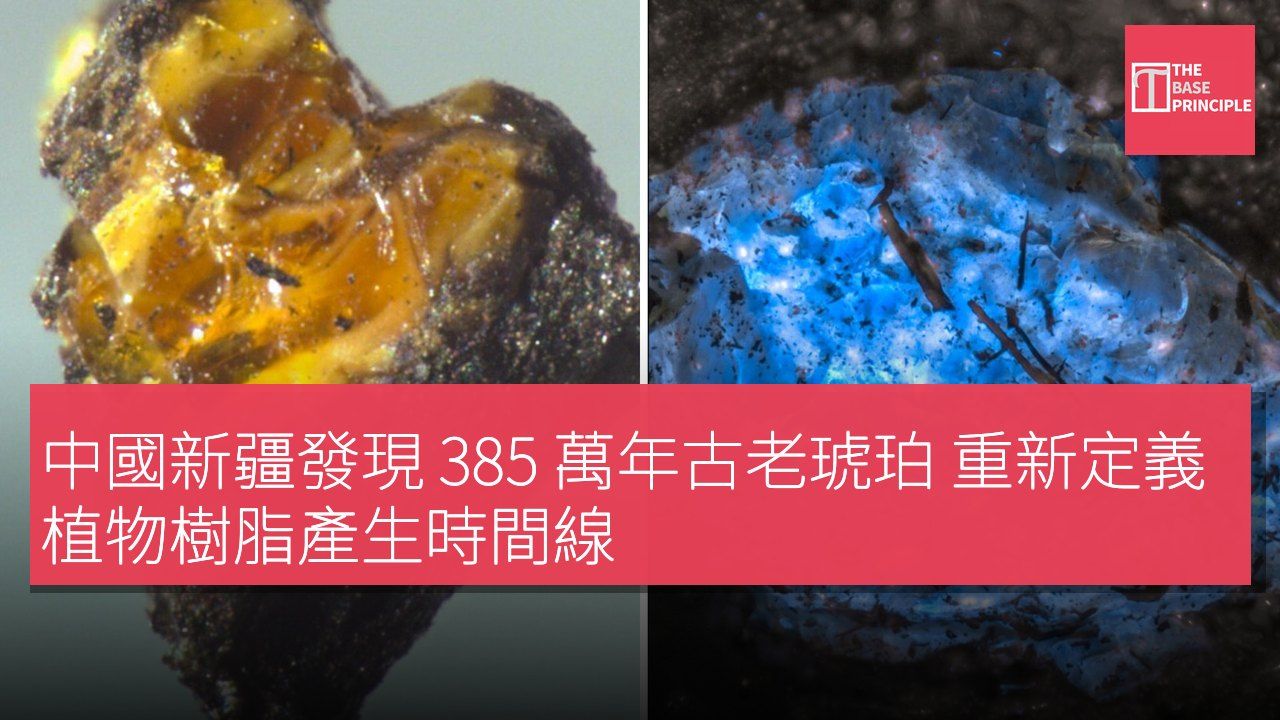 中國新疆發現 385 萬年古老琥珀 重新定義植物樹脂產生時間線