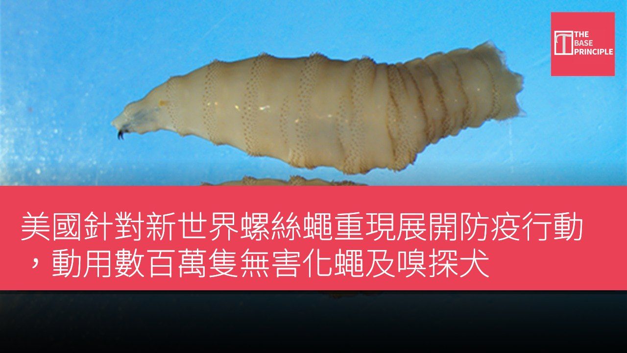 美國針對新世界螺絲蠅重現展開防疫行動,動用數百萬隻無害化蠅及嗅探犬