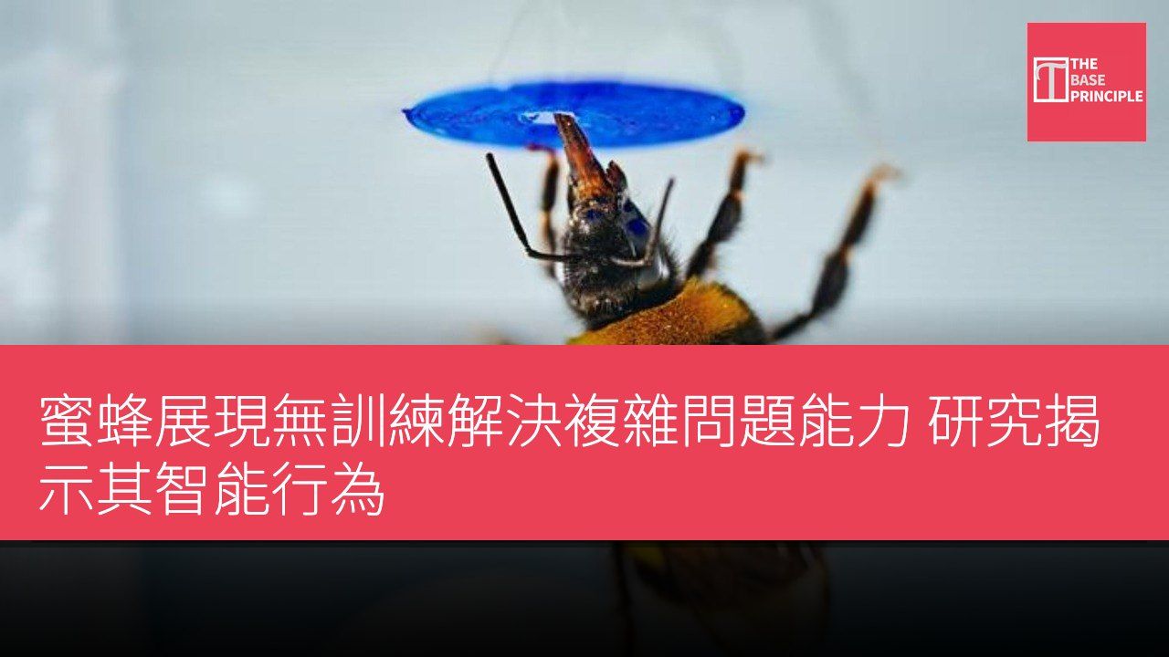 蜜蜂展現無訓練解決複雜問題能力 研究揭示其智能行為