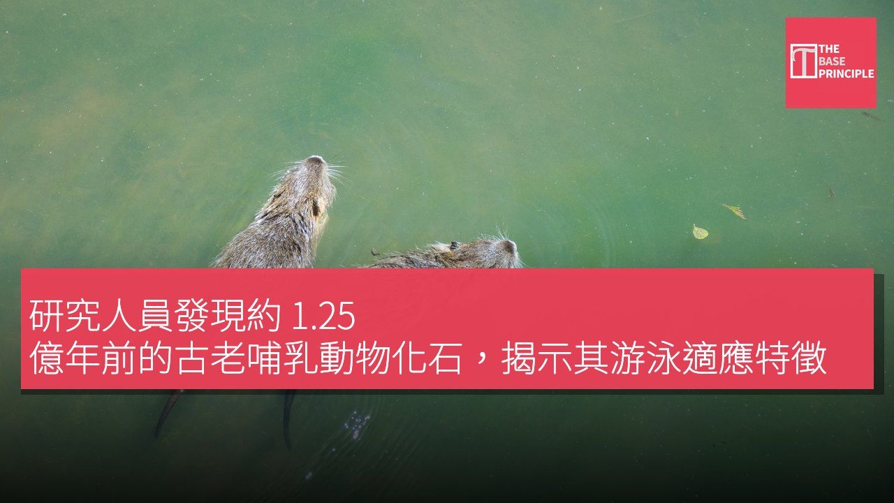 研究人員發現約 1.25 億年前的古老哺乳動物化石,揭示其游泳適應特徵