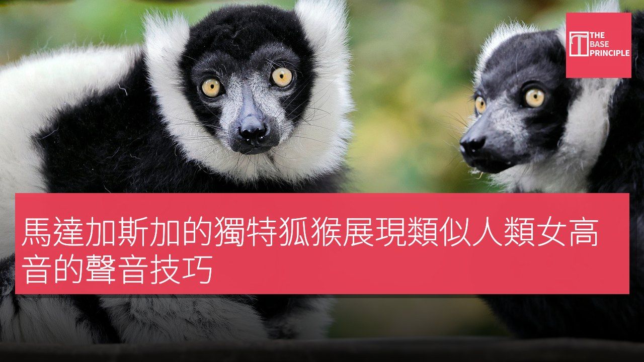 馬達加斯加的獨特狐猴展現類似人類女高音的聲音技巧