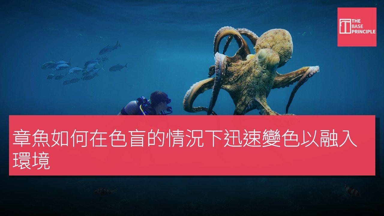 章魚如何在色盲的情況下迅速變色以融入環境
