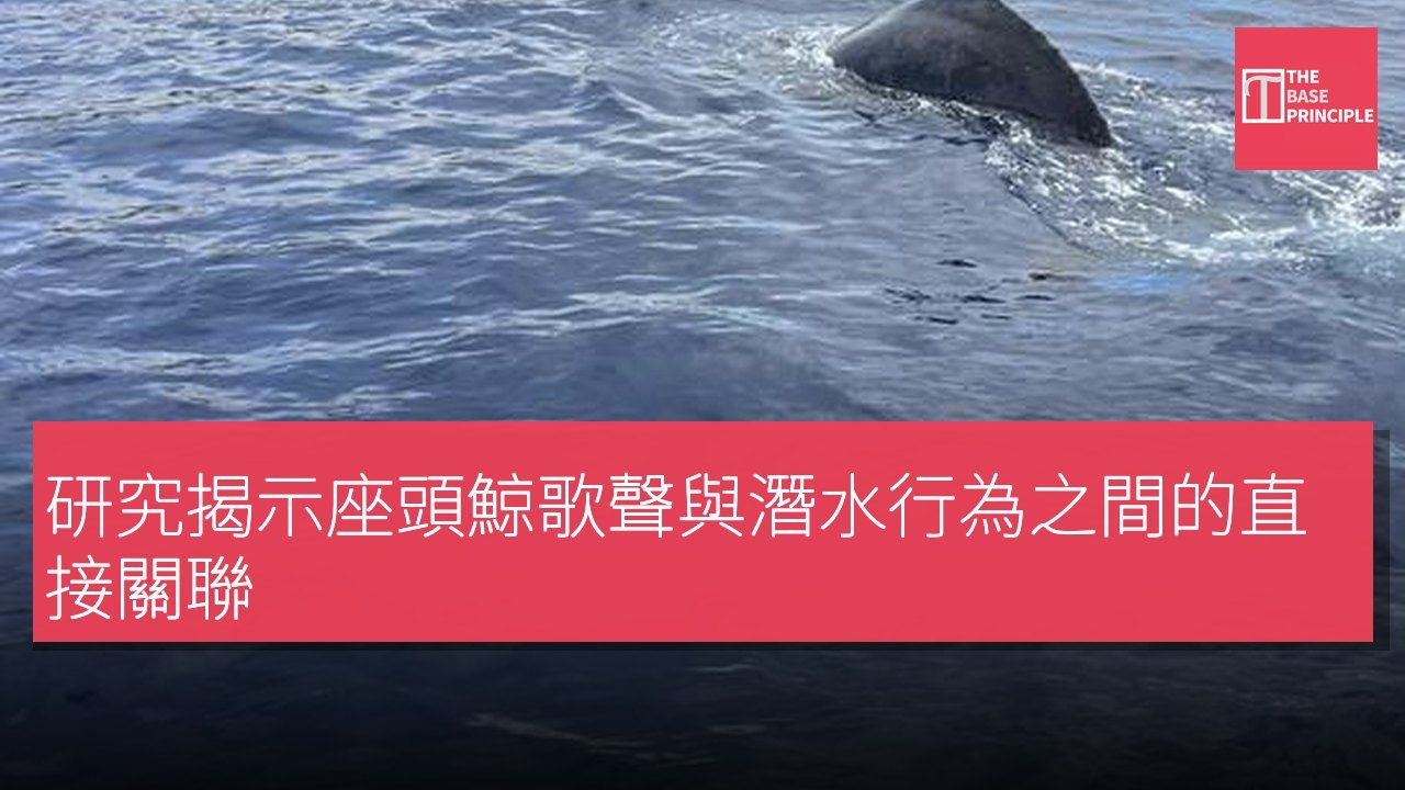 研究揭示座頭鯨歌聲與潛水行為之間的直接關聯