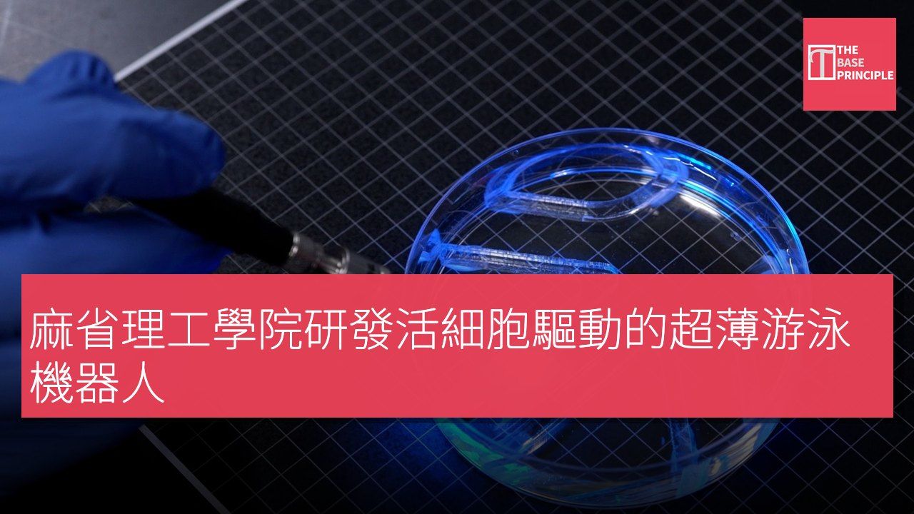 麻省理工學院研發活細胞驅動的超薄游泳機器人